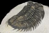 Coltraneia Trilobite Fossil - Huge Faceted Eyes #154327-4